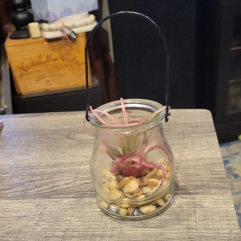 5 For 25.00/Plant In Lantern/ EUC/ Air Plant/ Artificial/ Cute